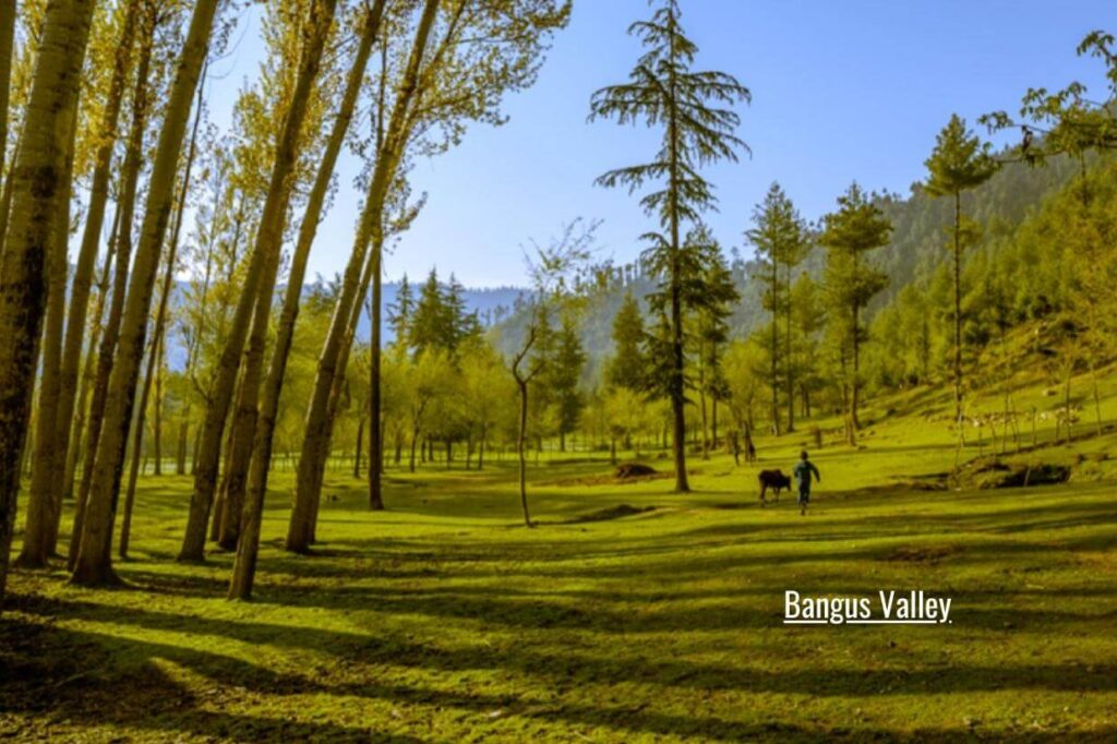 bangus valley