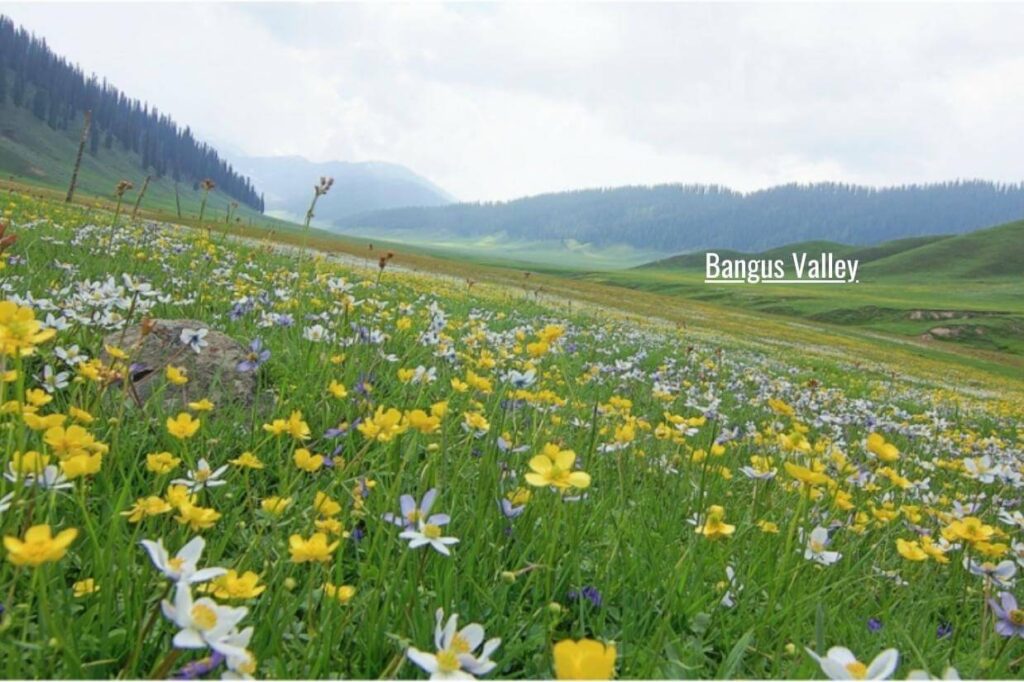 bangus valley