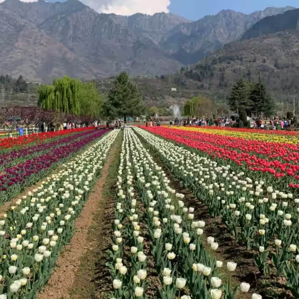 tulip garden