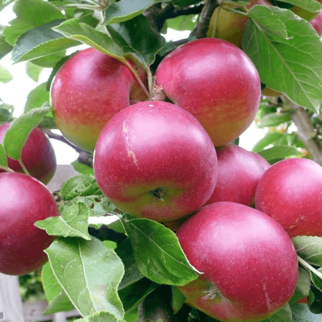kashmiri fruits