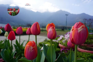 How to Reach Srinagar Tulip Garden