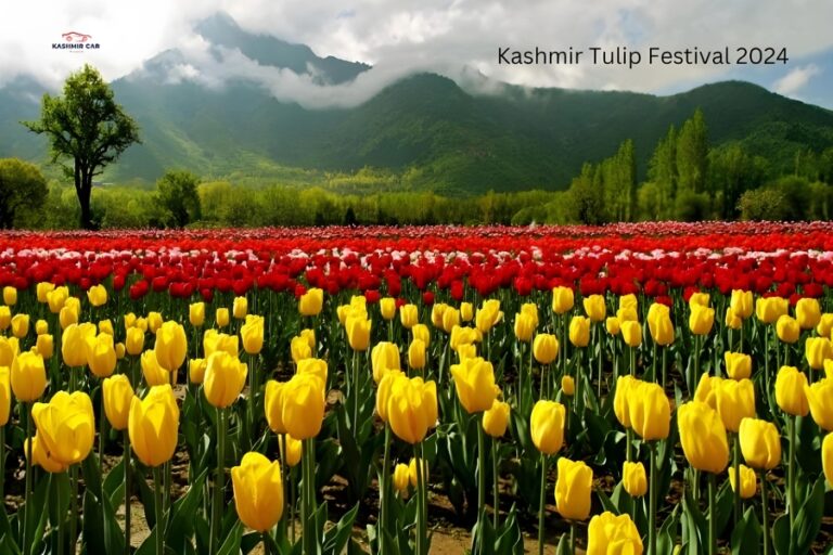 Kashmir Tulip Festival 2024 Dates, Venue, Tickets, Timings