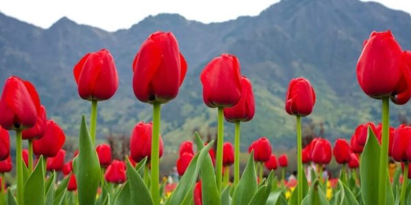 Tulip Garden in kashmir