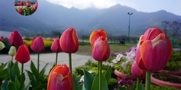 How to Reach Srinagar Tulip Garden